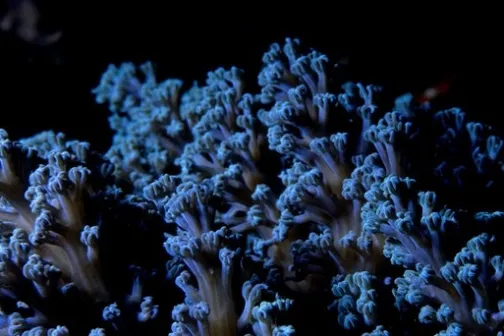 a close up of a coral