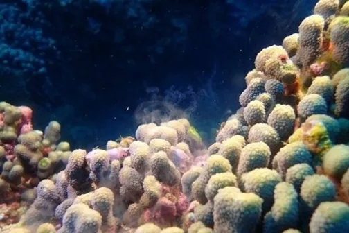 a group of different colored coral