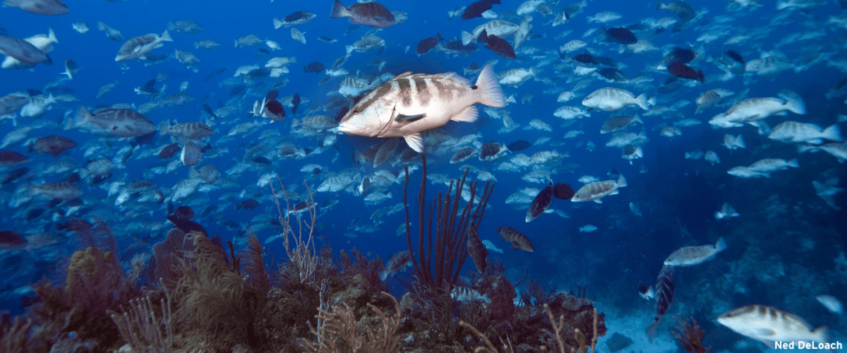 a group of fish in the water